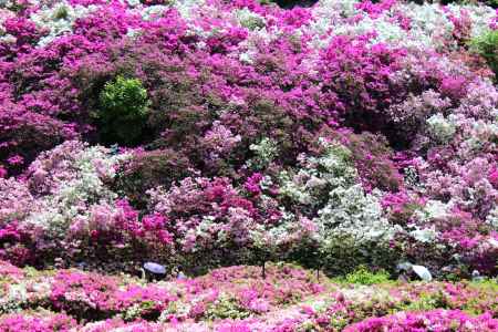 三室戸寺つつじ3