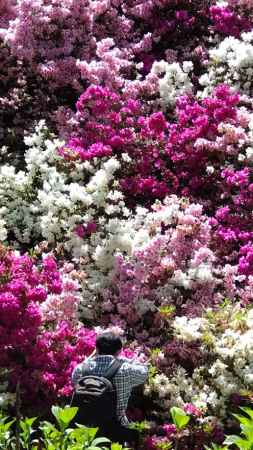 三室戸寺つつじ4