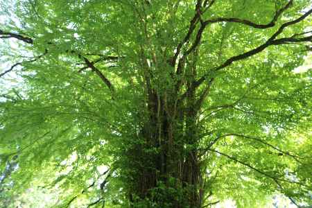 貴船神社　御神木　桂