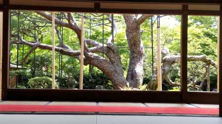 宝泉院　五葉松