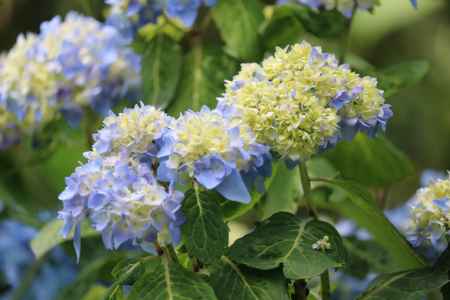 大原三千院　アジサイ