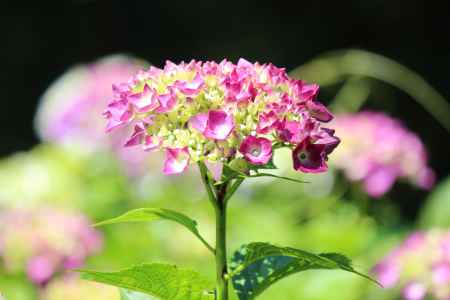 柳谷観音楊谷寺　あじさい2