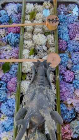 柳谷観音楊谷寺　あじさい花手水