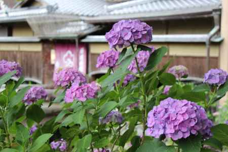 白川のあじさい