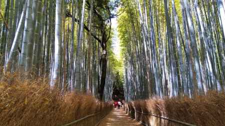 嵐山　竹林