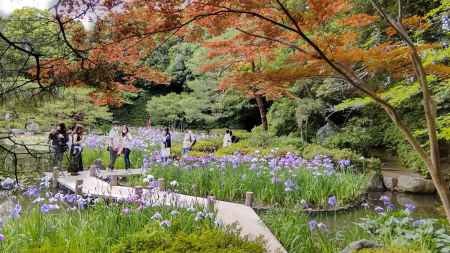 平安神宮　神苑　花菖蒲