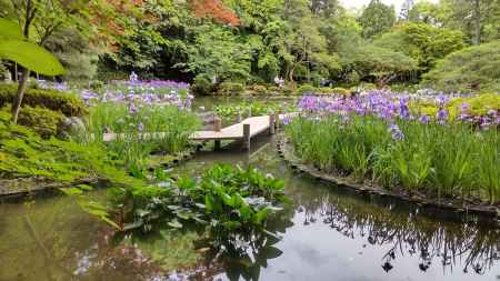 平安神宮　神苑　花菖蒲