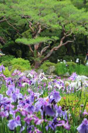 平安神宮　神苑　花菖蒲