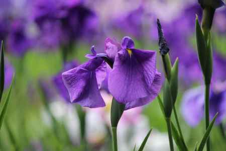 平安神宮　神苑　花菖蒲