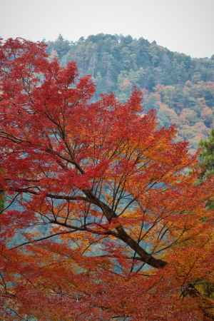 大原　三千院の紅葉6
