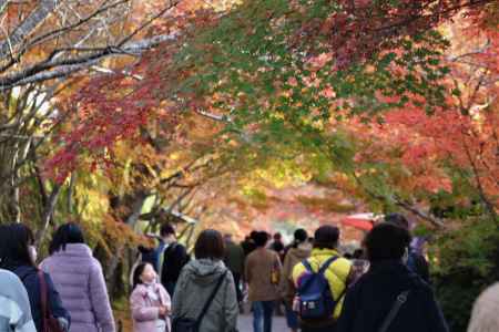 大原　三千院の紅葉
