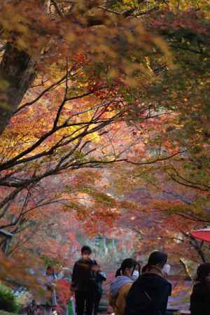 大原　三千院の紅葉