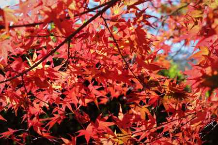 京都府立植物園　紅葉6