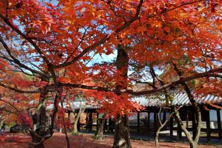 東福寺　紅葉14