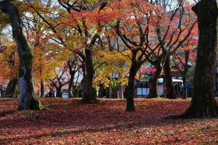 東福寺　紅葉11