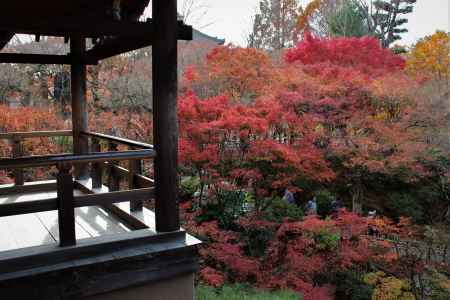 東福寺　紅葉7