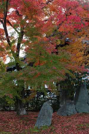 東福寺　紅葉5