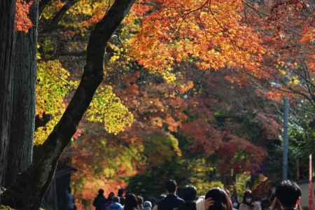 東福寺　紅葉4