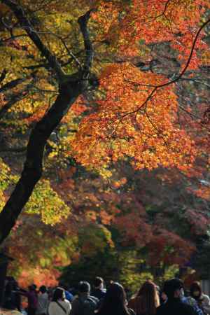 東福寺　紅葉3