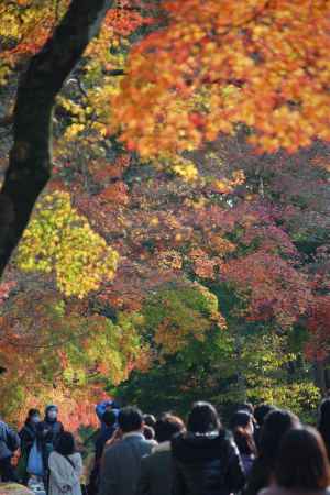 東福寺　紅葉2