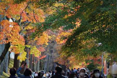 東福寺　紅葉1