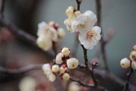 北野天満宮の梅2