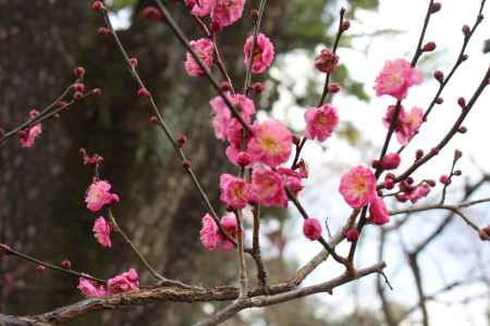 北野天満宮の紅梅