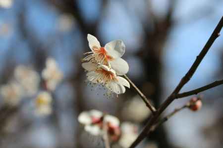 大覚寺　梅の花1