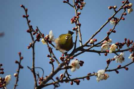 大覚寺　梅の花2