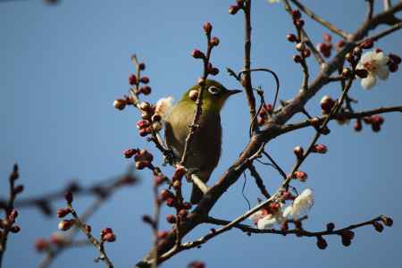 大覚寺　梅の花3