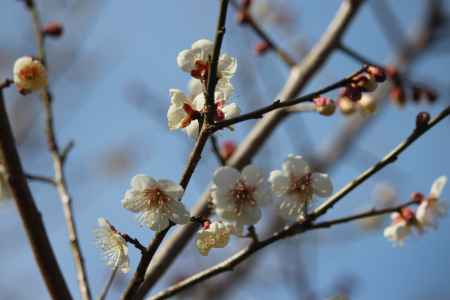 大覚寺　梅の花4