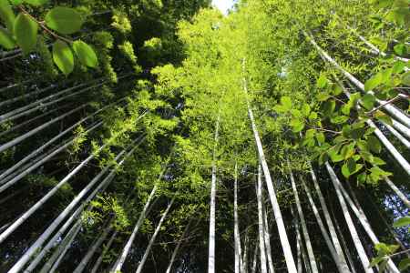 祇王寺　竹林