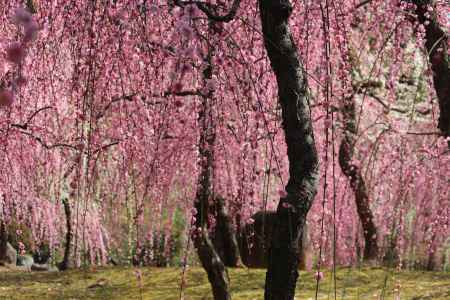 城南宮　枝垂れ梅