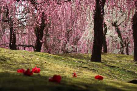 城南宮　枝垂れ梅と椿