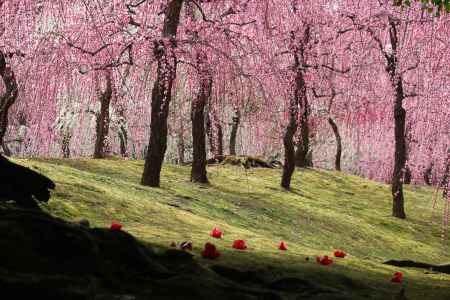 城南宮　枝垂れ梅2