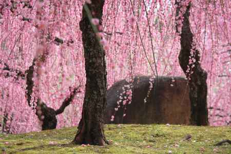 城南宮　満開の枝垂れ梅