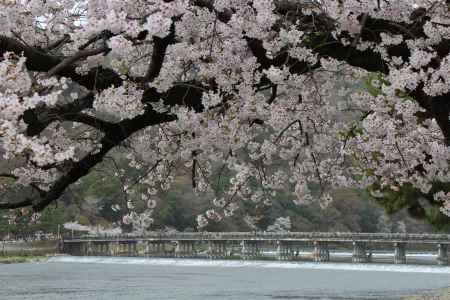 嵐山の桜