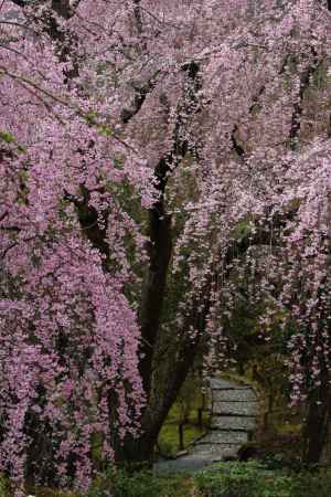 天龍寺　枝垂れ桜