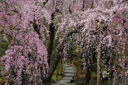 天龍寺　枝垂れ桜