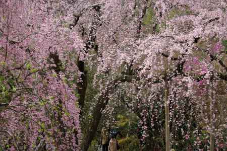 天龍寺　枝垂れ桜