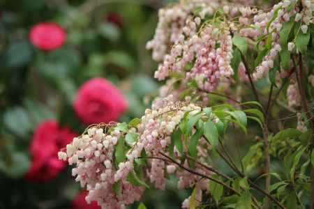 天龍寺　あぜびと椿