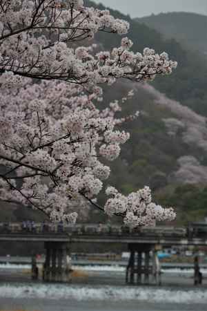 嵐山公園の桜