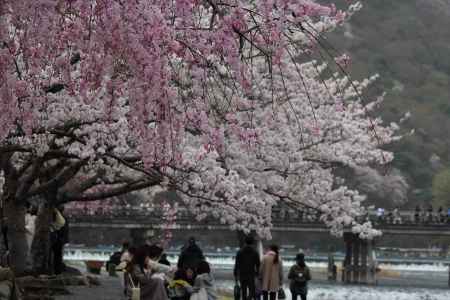 嵐山公園の桜