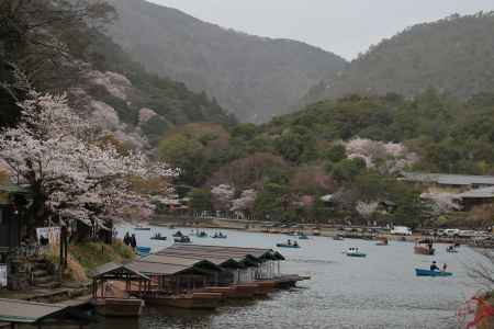嵐山公園の桜