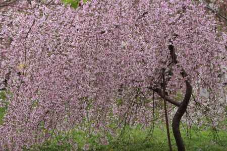 京都府立植物園　枝垂れ桜