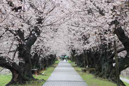 八幡市背割り堤桜2