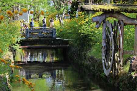 松尾大社の山吹