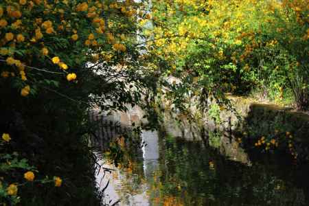 松尾大社の山吹2