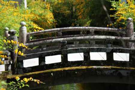 橋と山吹