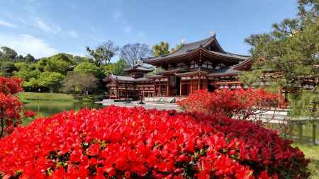 平等院鳳凰堂の霧島つつじ